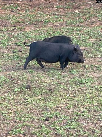 1253 Sam Koon Road, Chapin, SC 29036