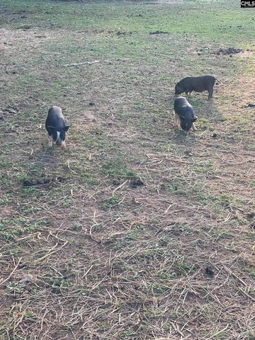 1253 Sam Koon Road, Chapin, SC 29036