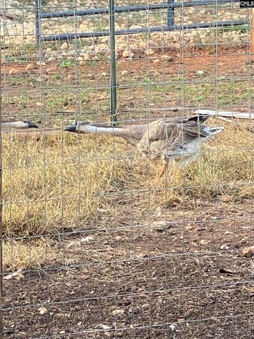 1253 Sam Koon Road, Chapin, SC 29036