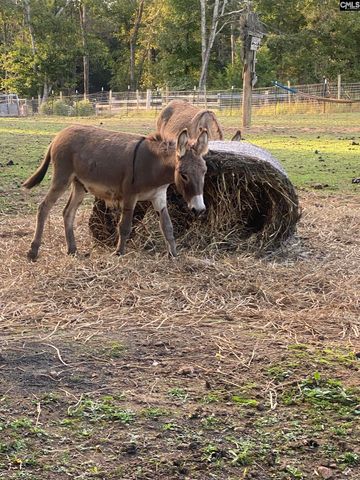 1253 Sam Koon Road, Chapin, SC 29036