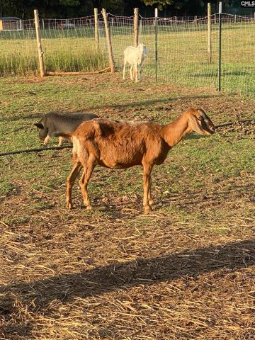 1253 Sam Koon Road, Chapin, SC 29036