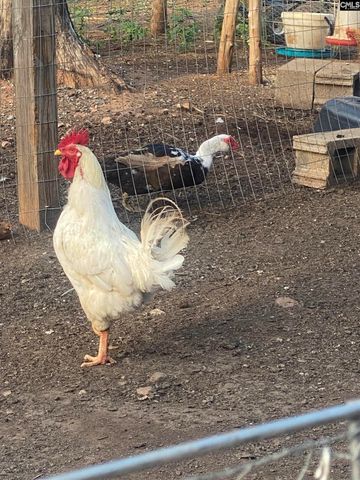 1253 Sam Koon Road, Chapin, SC 29036