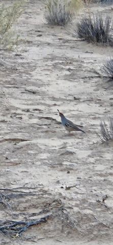 6533 Nagoya Road NE, Rio Rancho, NM 87144