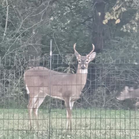 622 Oakwood Ter, Mount Juliet, TN 37122