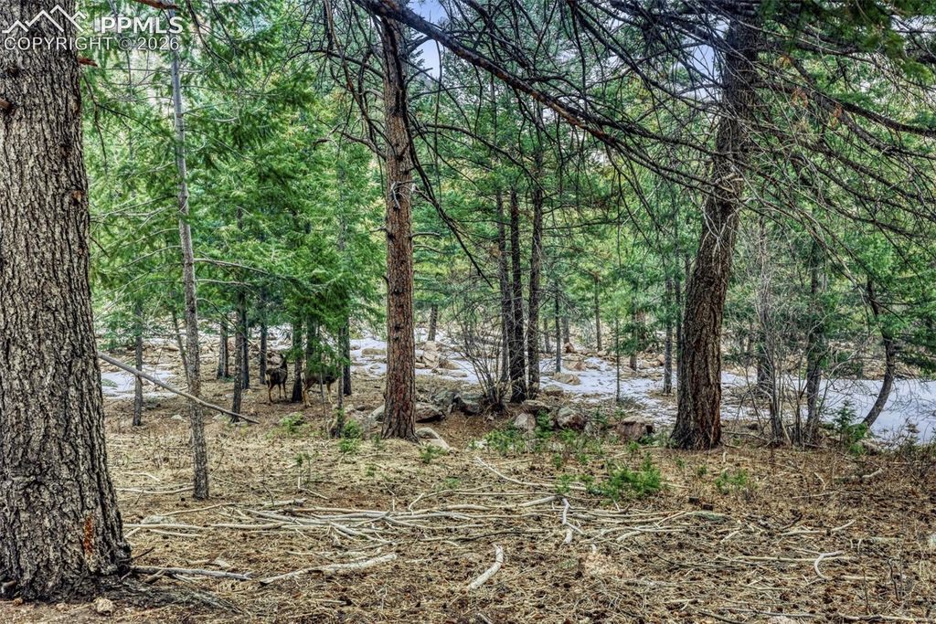 Rock Ridge Road, Palmer Lake, CO 80133 — photo 3