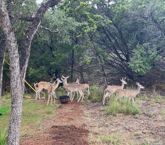 713 Firefly Dr, Canyon Lake, TX 78133