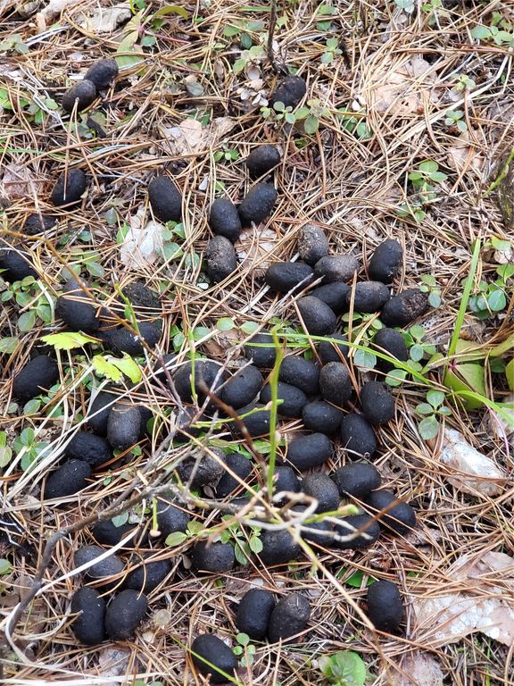 Tract 4 Nine Mile Road, Huson, MT 59846 photo 5