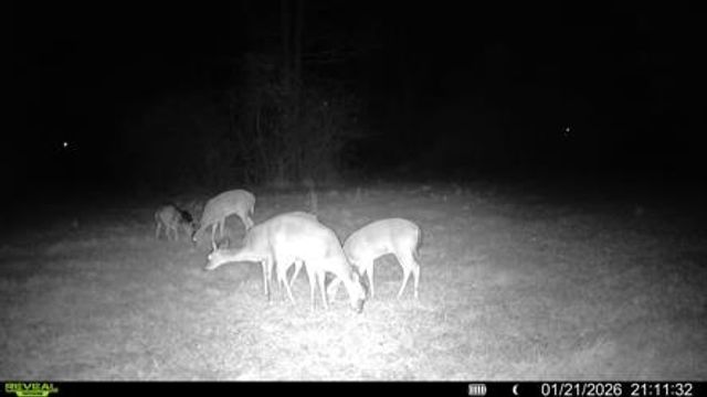 2156 County Road 73, Slocomb, AL 36375
