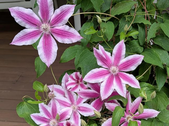 541 Bedford Road, New Boston, NH 03070