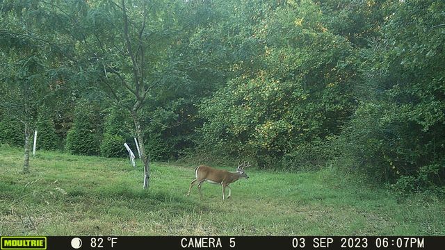 2270 Shuler Branch Rd, Ethridge, TN 38456