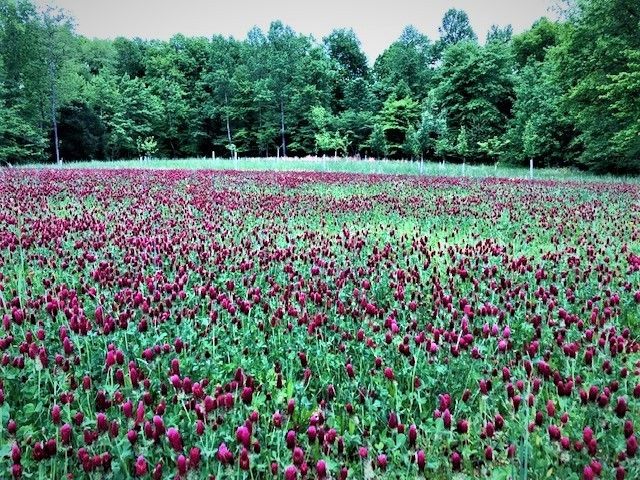 2270 Shuler Branch Rd, Ethridge, TN 38456