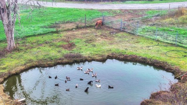 12156 Scott Grant Rd, Marysville, CA 95901