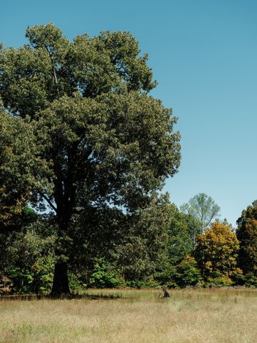 0 Pinewood Road, Franklin, TN 37064