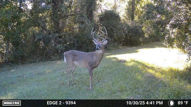 11816 SE COUNTY ROAD 234, Micanopy, FL 32667