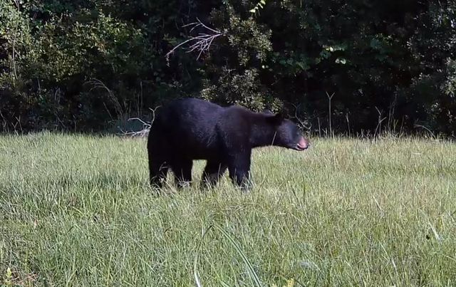 11816 SE COUNTY ROAD 234, Micanopy, FL 32667