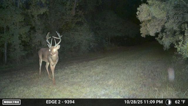 11816 SE COUNTY ROAD 234, Micanopy, FL 32667