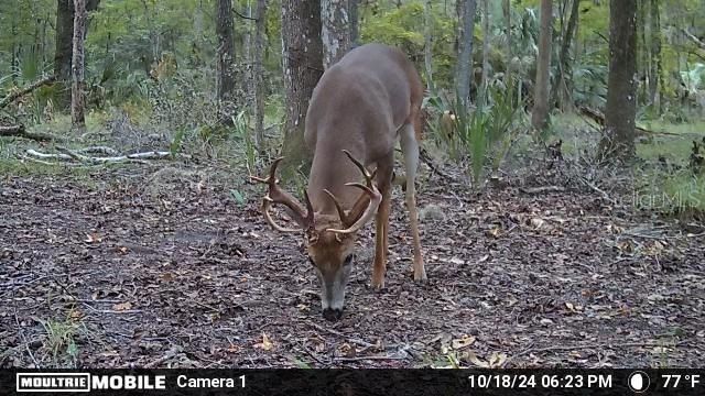 11816 SE COUNTY ROAD 234, Micanopy, FL 32667