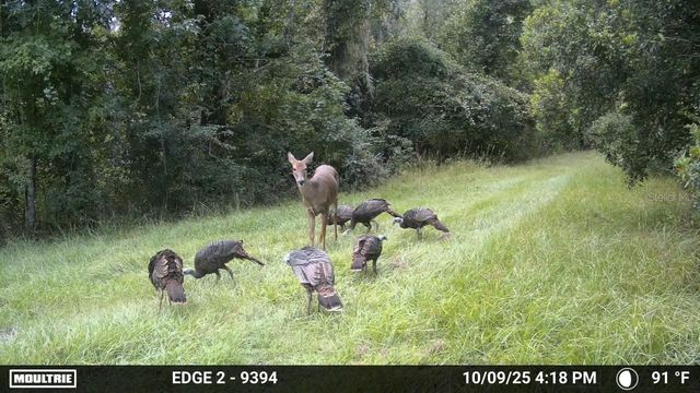 11816 SE COUNTY ROAD 234, Micanopy, FL 32667