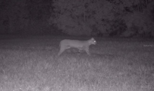 11816 SE COUNTY ROAD 234, Micanopy, FL 32667