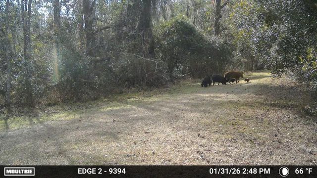 11816 SE COUNTY ROAD 234, Micanopy, FL 32667