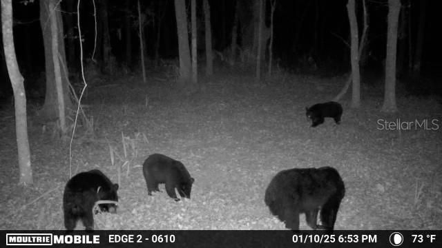 11816 SE COUNTY ROAD 234, Micanopy, FL 32667