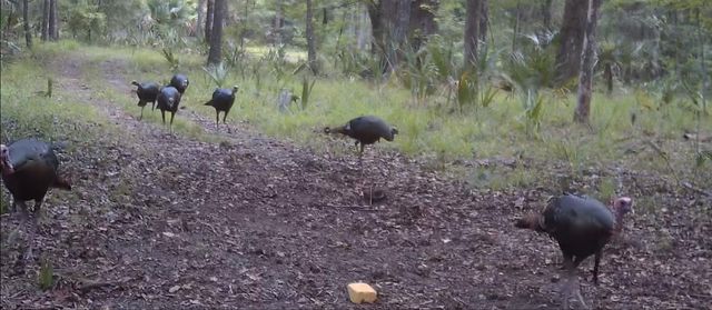 11816 SE COUNTY ROAD 234, Micanopy, FL 32667