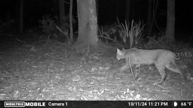 11816 SE COUNTY ROAD 234, Micanopy, FL 32667