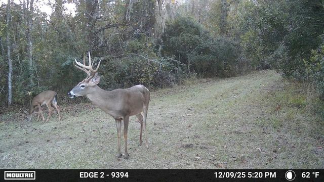 11816 SE COUNTY ROAD 234, Micanopy, FL 32667