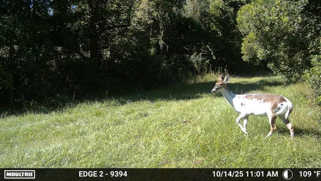 11816 SE COUNTY ROAD 234, Micanopy, FL 32667