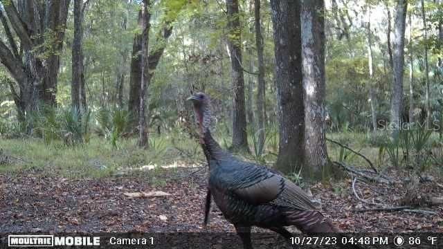 11816 SE COUNTY ROAD 234, Micanopy, FL 32667