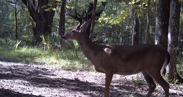 11816 SE COUNTY ROAD 234, Micanopy, FL 32667