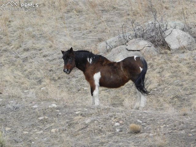 11972 Haskel Creek Road, Larkspur, CO 80118