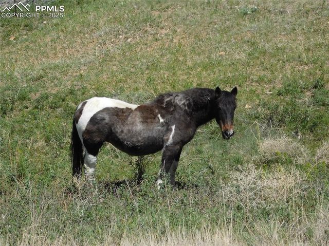 11972 Haskel Creek Road, Larkspur, CO 80118