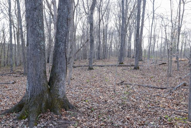 0 Bell Hollow Road, Vanleer, TN 37181