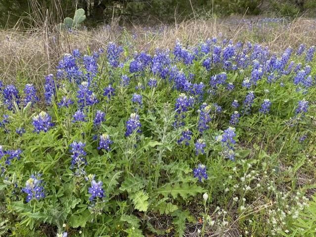 1365 Pedernales Hills RD, Johnson City, TX 78636