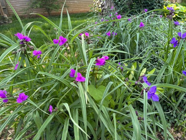 820 E Stanford Street, Springfield, MO 65807