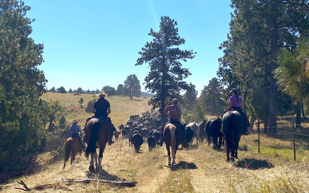 100 Mule Creek Road, Hulett, WY 82720