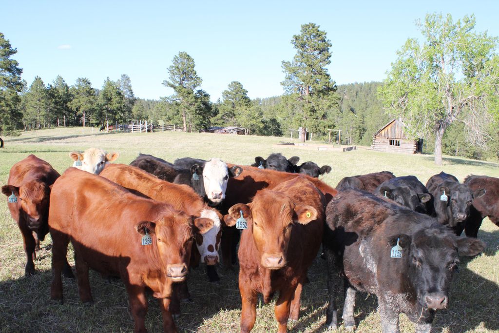100 Mule Creek Road, Hulett, WY 82720 photo 12