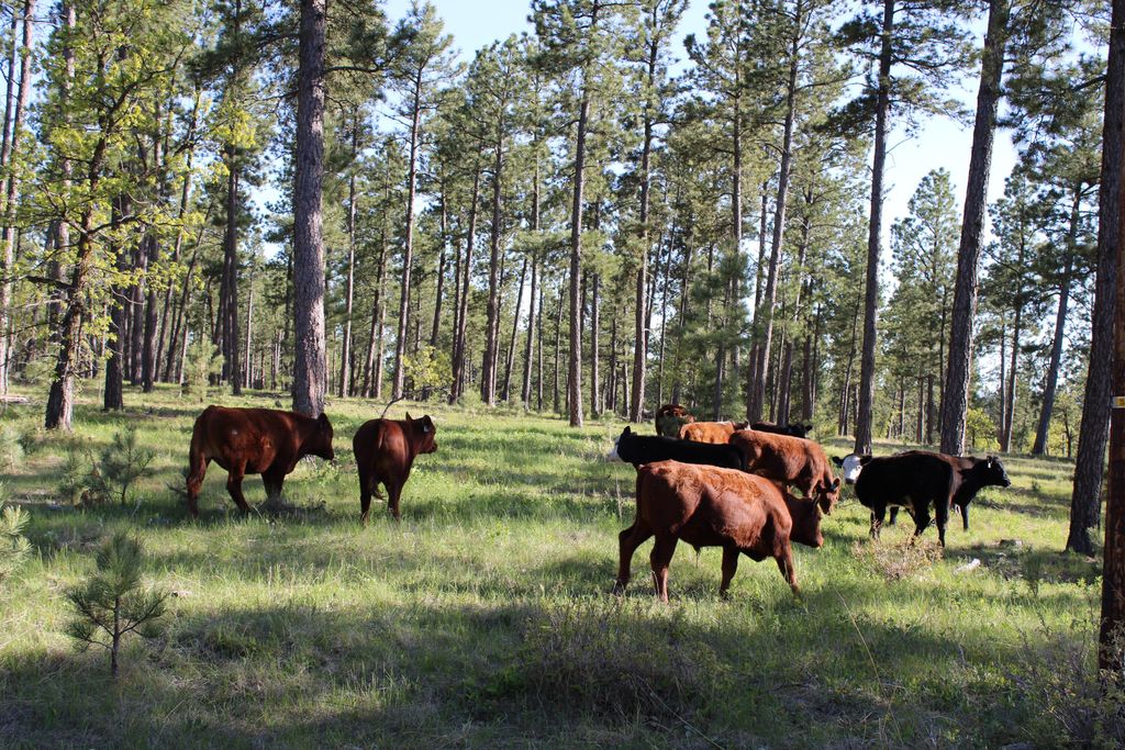 100 Mule Creek Road, Hulett, WY 82720 photo 26