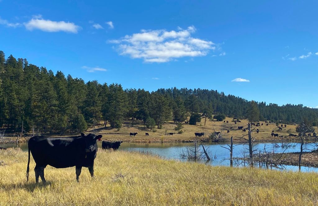 100 Mule Creek Road, Hulett, WY 82720 photo 3