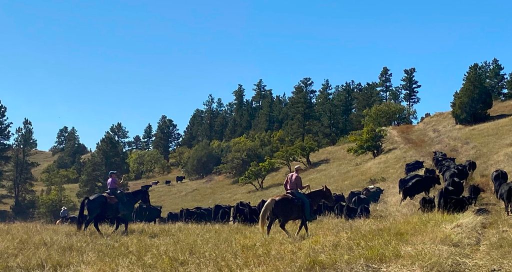 100 Mule Creek Road, Hulett, WY 82720 photo 4