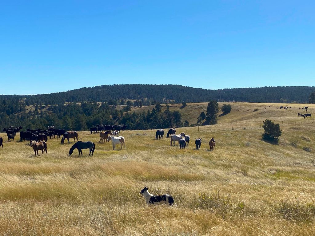 100 Mule Creek Road, Hulett, WY 82720 photo 6