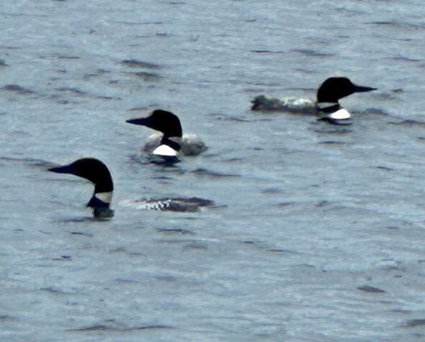 210 South Shore Road, New Durham, NH 03855