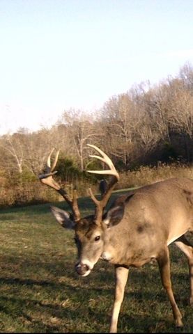 1103 Johnny Spears Rd, Westmoreland, TN 37186