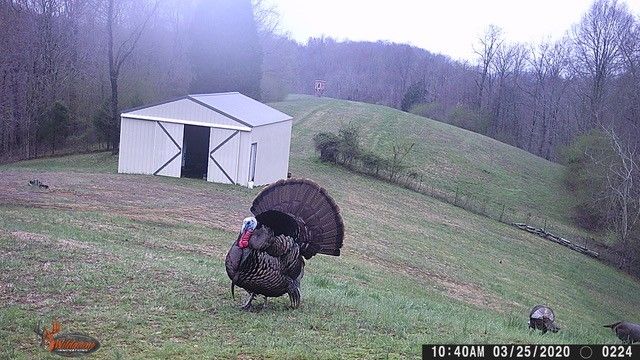 1103 Johnny Spears Rd, Westmoreland, TN 37186
