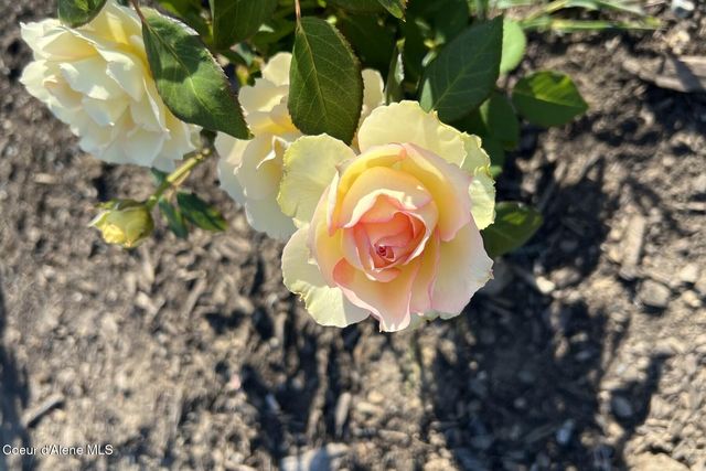 12399 N Meadow Wood Ln, Hayden, ID 83835