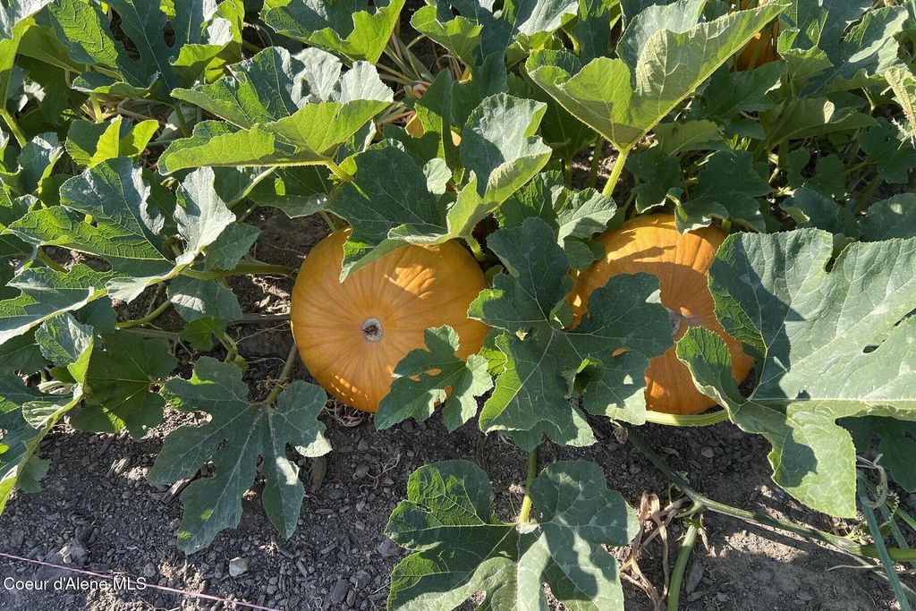 12399 N Meadow Wood Ln, Hayden, ID 83835 photo 51