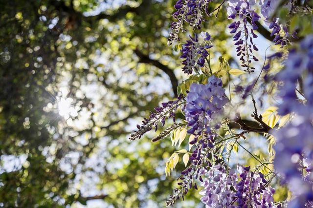 15715 Gum Tree Lane, Los Gatos, CA 95032