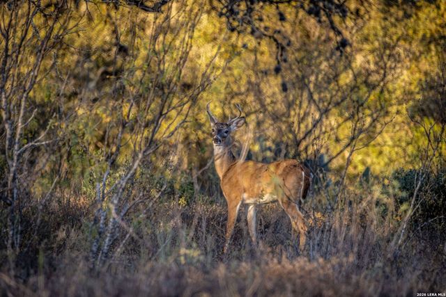 19512 Tonkawa Pass, Garden Ridge, TX 78266