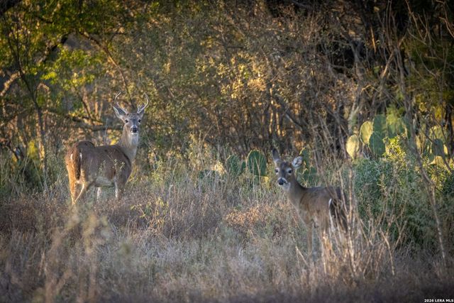 19512 Tonkawa Pass, Garden Ridge, TX 78266